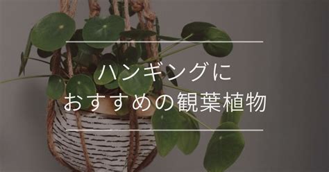 吊植物|観葉植物のハンギング｜おすすめや吊るす方法を紹介 